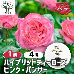 �y���������z �K�N �s���N �p���T�[ �ږ� �y �Ԗؕc 4���^1���� �z �o���c �o���̕c �K�N�c �K�N�̕c �ԕc �Ԃ̕c �΂� ���[�Y Rosa �x�����_�͔| rosegarden