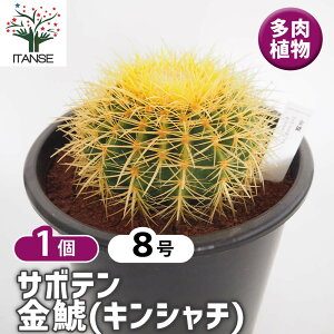観葉植物 8号 サボテン」の人気商品一覧・価格比較 - 価格.com