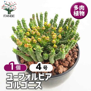 ユーフォルビア 多肉植物 品種」の人気商品一覧 | 安い商品を通販 