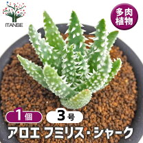 楽天市場】キダチアロエ苗の通販