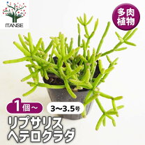 楽天市場】多肉 植物 リプサリスの通販