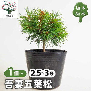 五葉松 庭木 盆栽 植木」の人気商品一覧・価格比較 - 価格.com