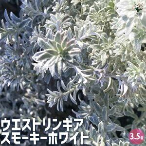yzEGXgMA X[L[zCg  3.5|bg 1 EGXgMA I[XgA[Y}[ ~gubV  ڂ  [