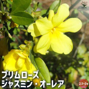 yzv[Y WX~ I[A  2.5`3|bgc _쉩~ EiIEoC Jasminum polyanthum  [