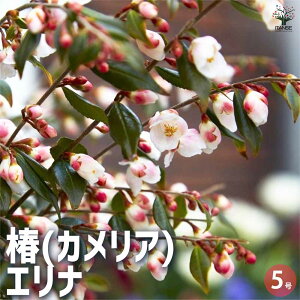 y}\N[|zzz ( JA ) Gi Ԗؕc 5 coLc coL̕c ֕c ւ̕c  [