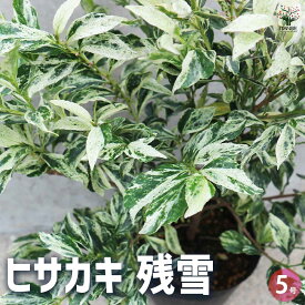 【マラソン★P5倍】ヒサカキ 残雪 花木苗 4号ポット 庭木 植木 花木 ガーデニング ガーデン シンボルツリー 樹木 送料無料 即納
