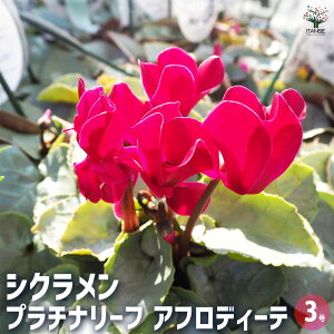 yzVN v`i[t AtfB[e ԕc 3|bg JKroi Cyclamen persicum 'Aphrodite' t[Mtg v[g Mtg  蕨  [