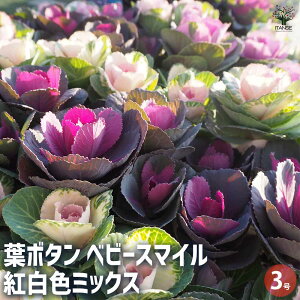 yzt{^ xr[X}C gFMIX ԕc 3|bg n{^̕c tO t{^ t{^̕c Y  K[fjO Mtg v[g  [