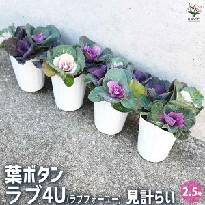 yzt{^ u4U v ԕc 2.5|bg n{^̕c tO t{^ t{^̕c Y  K[fjO Mtg v[g  [