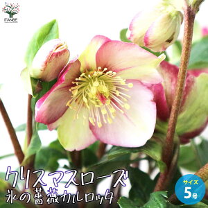 yzNX}X[Y XKN C^A[m Jb^ ԕc 5 1 NX}X[Yc L{EQ w{X Ԑ J[[t _ _  A Ԗ Ԓd 