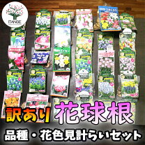 楽天市場】球根 セールの通販