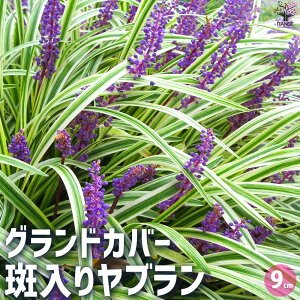 y}\N[|zzzOhJo[胄u ԕc 9cm|bg Ԃ̕c J[[t Ή RpNg nMO  [