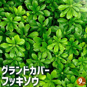 yzOhJo[tbL\E ԕc 9cm|bg Ԃ̕c J[[t Ή RpNg nMO  [