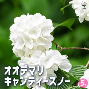 yzIIf} LfB[Xm[ Ԗؕc 5 1 Xm[{[ LfB[Xm[ { ro[i t`zCg gLK}Y~  [