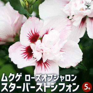 【マラソン期間★ポイント5倍】ムクゲ スターバーストシフォン 花苗 5号 ローズオブシャロン ハチス キハチス モクゲ 八重咲き 送料無料 即納