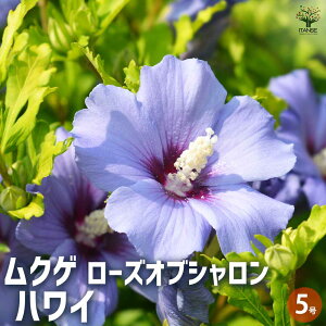 yzNQ nC ԕc 5 [YIuV n`X Ln`X NQ d炫  [