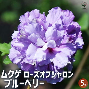 【マラソン期間★ポイント5倍】ムクゲ ブルーベリー 花苗 5号 ローズオブシャロン ハチス キハチス モクゲ 八重咲き 送料無料 即納