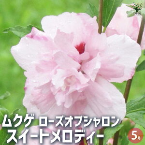 【マラソン期間★ポイント5倍】ムクゲ スイートメロディー 花苗 5号 ローズオブシャロン ハチス キハチス モクゲ 八重咲き 送料無料 即納