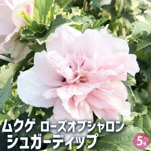【マラソン期間★ポイント5倍】ムクゲ シュガーディップ 花苗 5号 ローズオブシャロン ハチス キハチス モクゲ 八重咲き 送料無料 即納