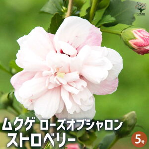 【マラソン期間★ポイント5倍】ムクゲ ストロベリー 花苗 5号 ローズオブシャロン ハチス キハチス モクゲ 八重咲き 送料無料 即納