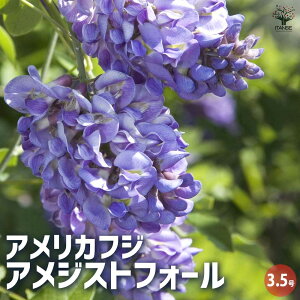 yzG炫 AWXgtH[ Ԗؕc 1N}ؕc3.5 AJtW jxA A[` p[S gX  [