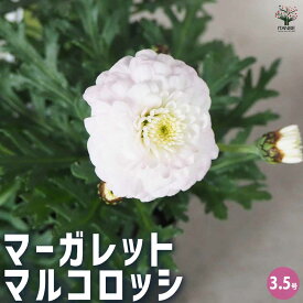 【送料無料】マーガレット マルコロッシ 花苗 3.5号ポット アンジェリック スイーツ アネモネ咲き Argyranthemum frutescens キク科 アルギランセマム属 送料無料 即納