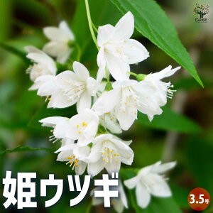 y}\N[|zzzPEcM ԕc 3.5|bg Ԗ  K[fjO  z AWTC Jt ӏ  [