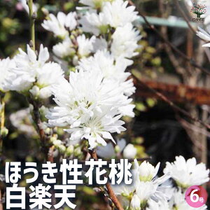 yzقԓ yV ( ͂炭Ă ) Ԗؕc 6 1 ԓ ni d炫  [