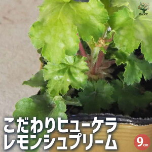 yzq[P Vv[ ԕc 9cm|bg 3Zbg R[x R[t[  [