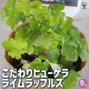 yzq[P CbtY ԕc 9cm|bg 3Zbg R[x R[t[  [