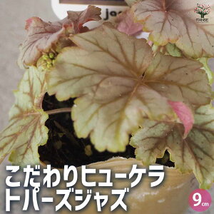 yzq[P gp[YWY ԕc 9cm|bg 3Zbg R[x R[t[  [