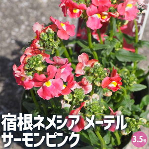 yzhlVA [e T[sN ԕc 3.5|bg lVA S}mnOT |i J[[t K[fjO  [