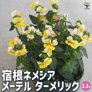 yzhlVA [e ^[bN ԕc 3.5|bg lVA S}mnOT |i J[[t K[fjO  [