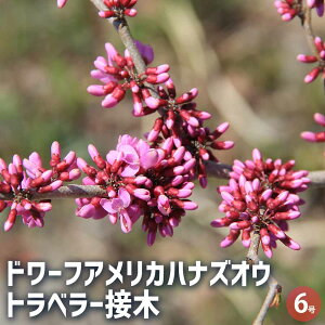 yzh[tAJniYIE gx[ Ԗؕc ږؕc6 mԑhF ZCEniYIE J[[t  [