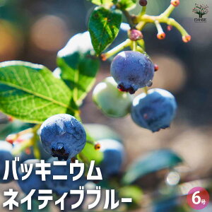 yzobLjE lCeBuu[ Ԗؕc 6 _EB I[i^x[  ϊ Ϗ  [