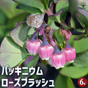 yzobLjE [YubV Ԗؕc 6 _EB I[i^x[  ϊ Ϗ  [