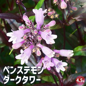 yzyXe _[N^[ Ԗؕc 4.5|bg ނ ( cKliM ) A ( iM`EW )  [