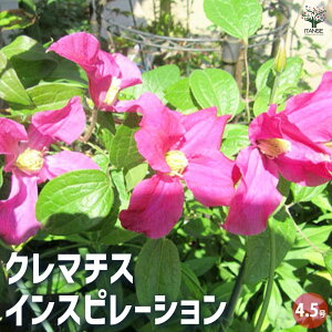 【送料無料】クレマチス インスピレーション 花木苗 4.5号鉢 花木 風車 カザグルマ 鉄線 テッセン 送料無料 即納