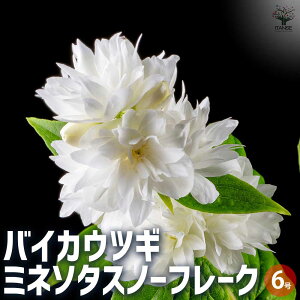 yzoCJEcM ~l\^Xm[t[N Ԗؕc 6 ~ԋ Tc}EcM  d炫  [
