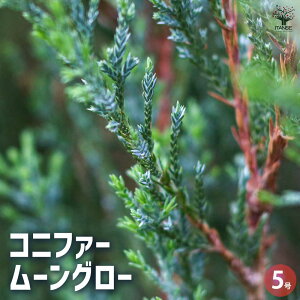 【送料無料】コニファー ムーングロー 花苗 5号ポット 1個売り 常緑 針葉樹 クリスマスツリーにしたり、クリスマスリースとしても使用されます 送料無料 即納