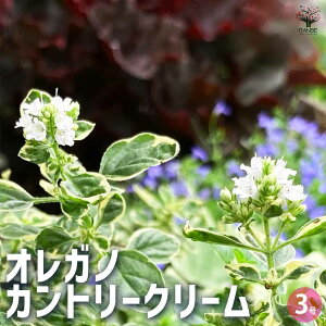 yzIKm Jg[N[ ԕc 3|bg ԃIKm KN̕ۂǂ̂ŁA؂ԂhCt[ɂg܂  [