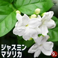 【送料無料】ジャスミン マツリカ 花木苗 9cmポット 2個セット 花苗 花の苗 ジャスミン 寄植え 地植え 鉢…