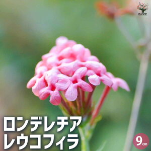 yzf`A ERtB Ԗؕc 9cm|bg ԕc Ԃ̕c f`A A nA A A    [