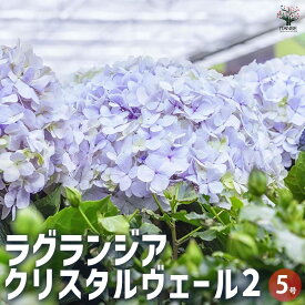 【送料無料】ラグランジア クリスタルヴェール2 【花木苗 5号鉢】花木 花木の苗 花の苗 アジサイ ラグランジア