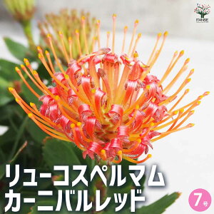 yz[RXy} J[jobh Ԗؕc 7 1 ԕc Ԃ̕c Ԗ؂̕c Ԗ [RXy} sNbV ERXy}  [