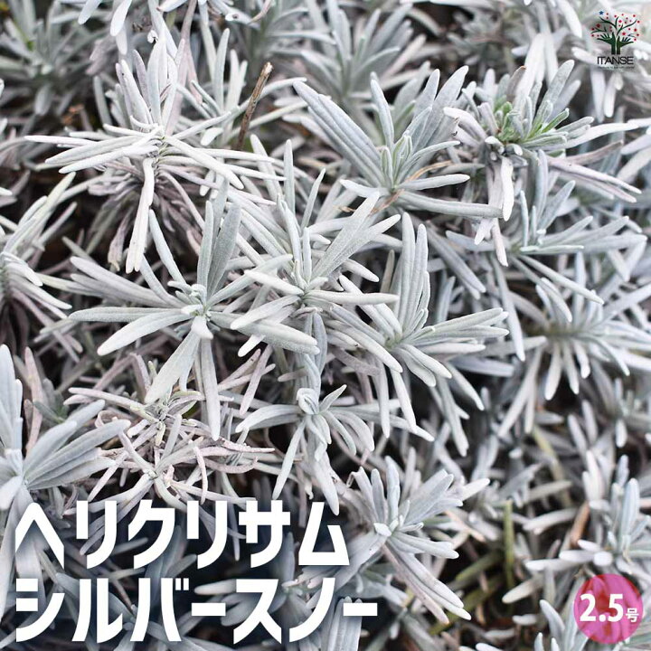 楽天市場】【送料無料】ヘリクリサム シルバースノー 【花苗 2.5号 
