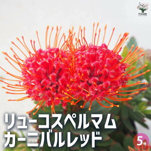 【送料無料】リューコスペルマム カーニバルレッド 花木苗 5号鉢 1個売り 花苗 花の苗 花木の苗 花木 リューコスペルマム ピンクッション レウコスペルマム 送料無料 即納