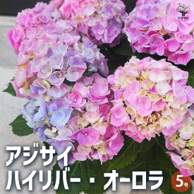 【送料無料】アジサイ ハイリバー・オーロラ 【花木苗 5号鉢】あじさい苗 あじさい アジサイ苗 アジサイの苗 紫陽花