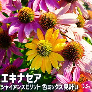 yzGLiZA VCAS FMIXv ԕc 3.5|bg Ԃ̕c ne TLoMN p[vR[t[  [