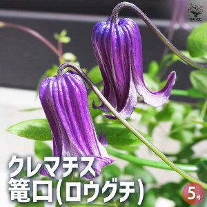【送料無料】クレマチス 篭口 ( ロウグチ 花苗 5号鉢 1個売り 花の苗 花木の苗 花木 風車 カザグルマ 鉄線 テッセン 送料無料 即納